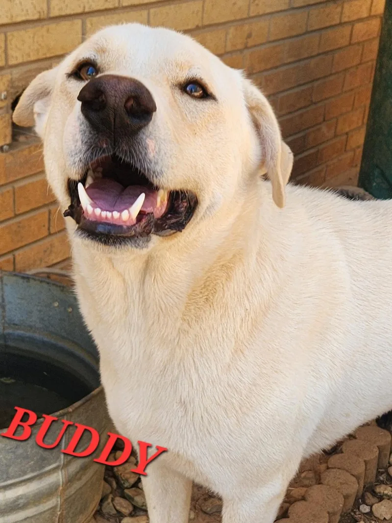 Buddy Brightside thumbnail 5