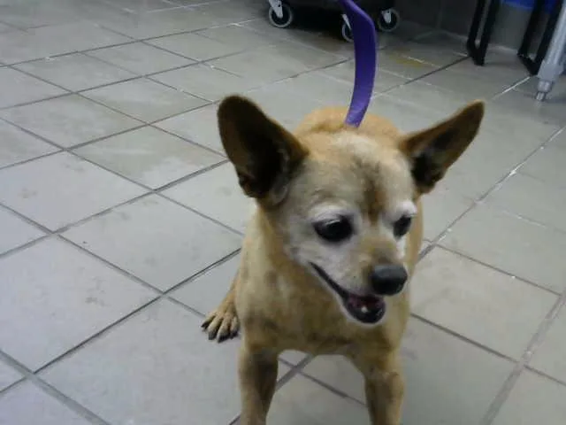A senior small-sized male Chihuahua dog named Happy for adoption in Albuquerque, NM