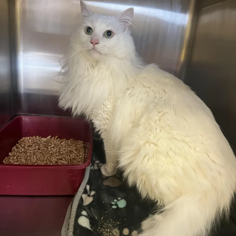 An adult large-sized male White Turkish Angora cat named Poe for adoption in Spokane, WA