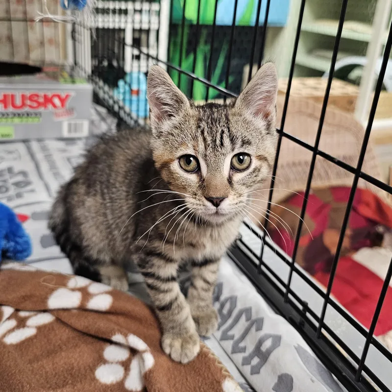 A baby medium-sized female Torbie Domestic Short Hair cat named Itsy Bitsy for adoption in Searcy, AR