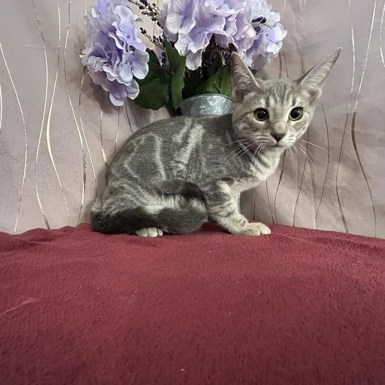 A baby small-sized female Tabby (Gray / Blue / Silver) Domestic Short Hair cat named Lyric for adoption in Long Beach, MS
