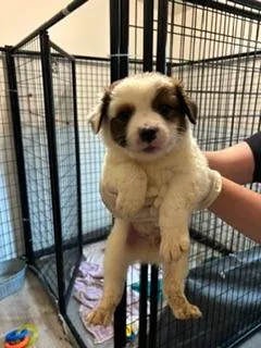 A baby medium-sized male Australian Cattle Dog / Blue Heeler dog named Max for adoption in Thompson Falls, MT