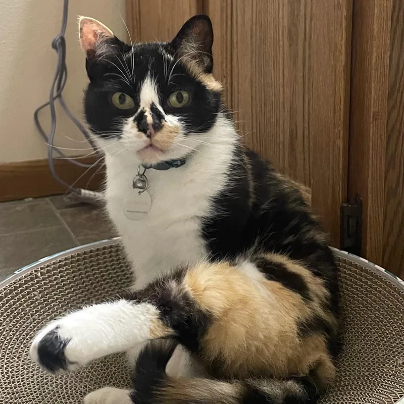 An adult medium-sized female Tortoiseshell Domestic Short Hair cat named Marbles for adoption in Madison, WI