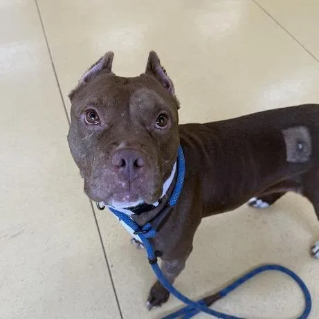 An adult medium-sized female Brown / Chocolate Pit Bull Terrier dog named Balencie for adoption in Roanoke, VA