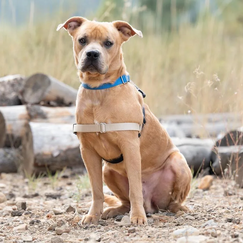An adult medium-sized male Golden Mixed Breed dog named Charlie Brown for adoption in Truckee, CA