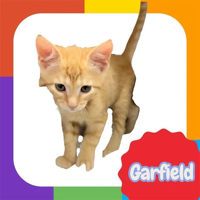 A baby small-sized male Domestic Short Hair cat named Garfield for adoption in Visalia, CA