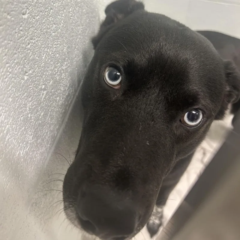 A young medium-sized male Black Husky dog named Summit for adoption in Chattanooga, TN