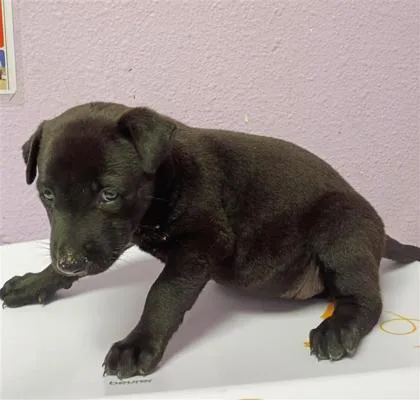 A baby small-sized female Black Mixed Breed dog named 61563263 for adoption in El Paso, TX
