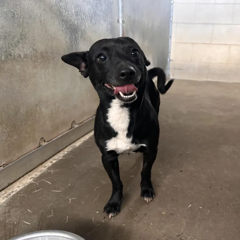 An adult small-sized male Black Chihuahua dog named Kip for adoption in Edinburg, TX