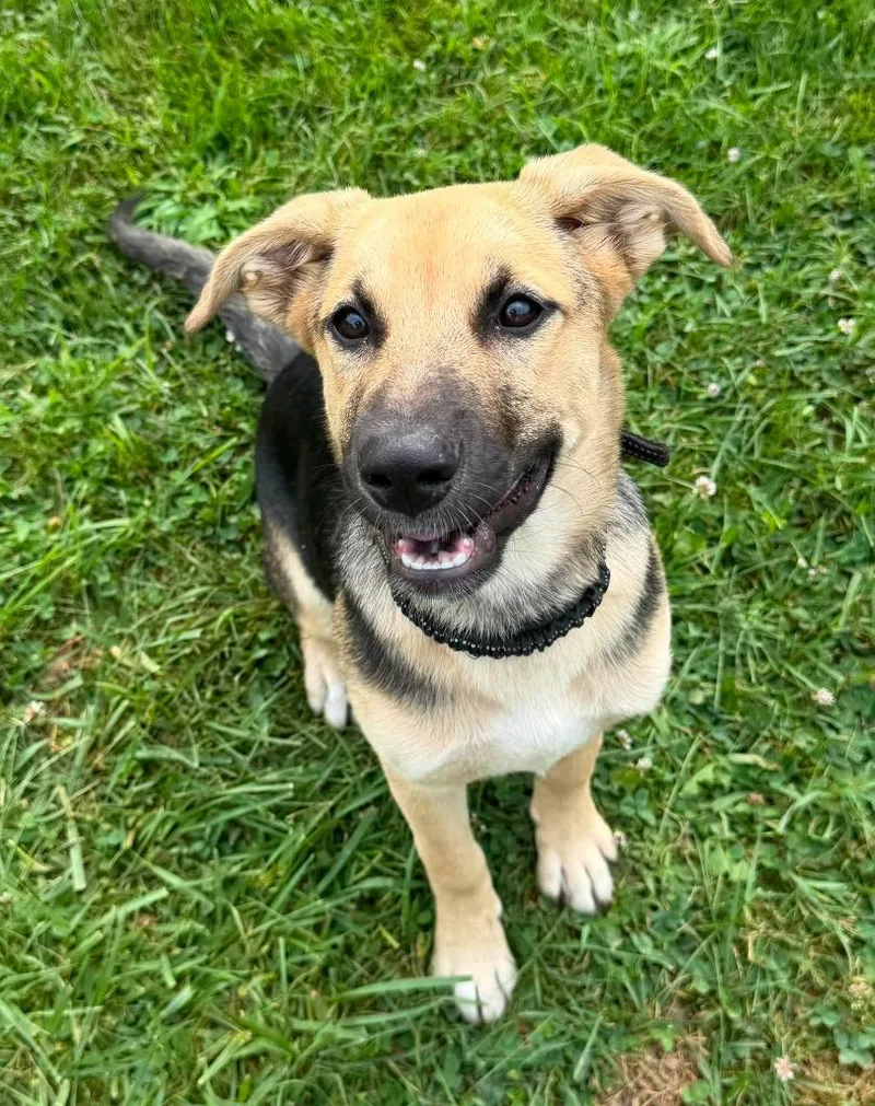 A baby large-sized female German Shepherd Dog dog named Rose for adoption in Lagrange, IN