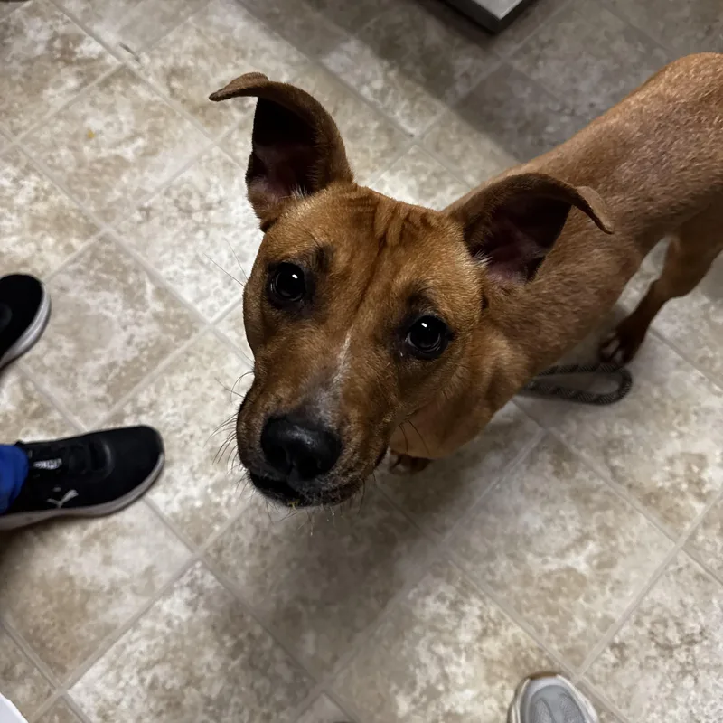An adult medium-sized female Red / Chestnut / Orange Terrier dog named Tinley for adoption in Dodgeville, WI