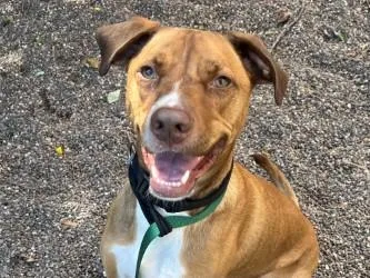 An adult large-sized male Mixed Breed dog named Stuart for adoption in Golden Valley, MN