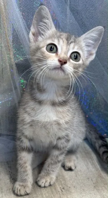 An adult small-sized female Domestic Short Hair cat named Little Marie for adoption in Shreveport, LA