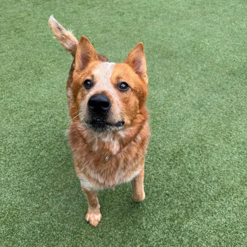 An adult medium-sized male Red / Chestnut / Orange Cattle Dog dog named Tug Boat for adoption in Parkersburg, WV