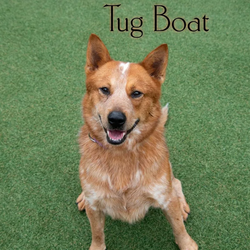 Tug Boat thumbnail 5