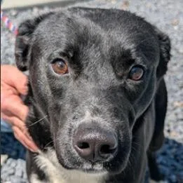 An adult medium-sized male Border Collie dog named Jett for adoption in Fairfax, VA