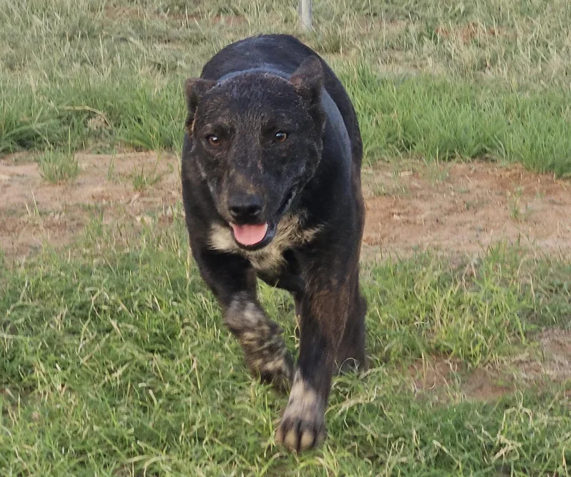 A young medium-sized female Brindle Australian Cattle Dog / Blue Heeler dog named Fox for adoption in Coahoma, TX