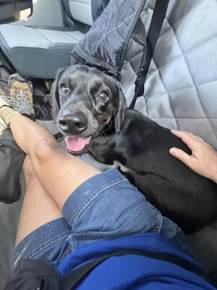 An adult medium-sized female Tricolor (Brown, Black, & White) Labrador Retriever dog named Ramona for adoption in West Palm Beach, FL