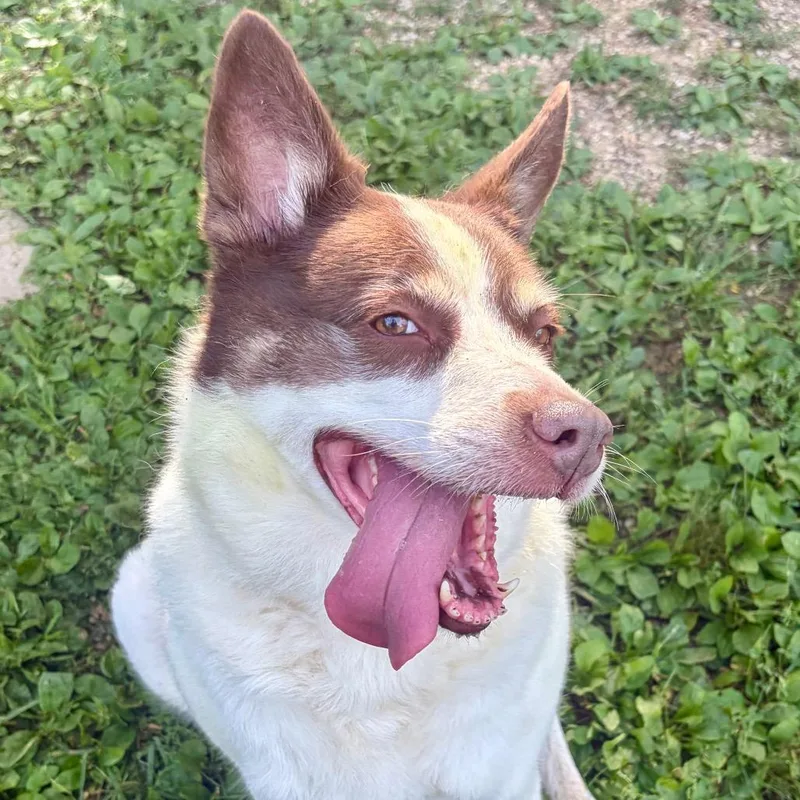 Mochie