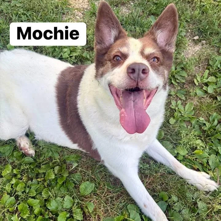 Mochie thumbnail 4
