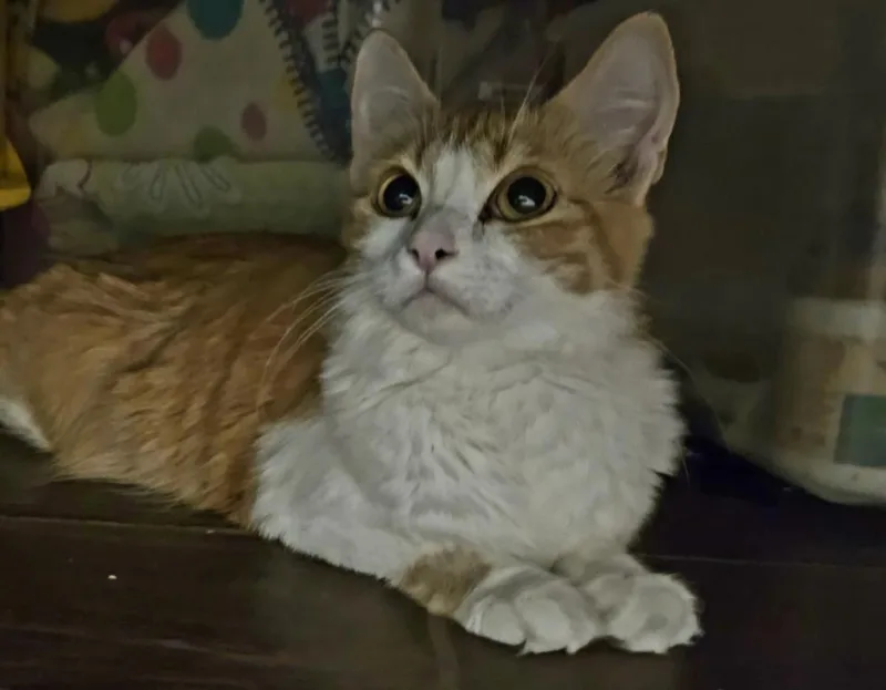 A young medium-sized female Tabby (Orange / Red) Tabby cat named Kiki Alani for adoption in Chandler, AZ