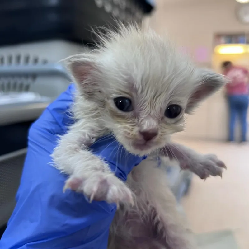 A baby small-sized female Cream / Ivory Domestic Medium Hair cat named Chrysalis for adoption in Branford, CT