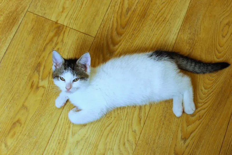 A baby medium-sized male White Domestic Short Hair cat named Roberto for adoption in Urbana, OH