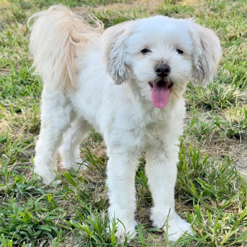 An adult small-sized female White / Cream Maltese dog named Suki for adoption in Caryville, TN