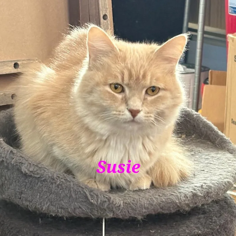 An adult medium-sized female Buff / Tan / Fawn Domestic Medium Hair cat named Runaround Sue for adoption in Hamburg, NY