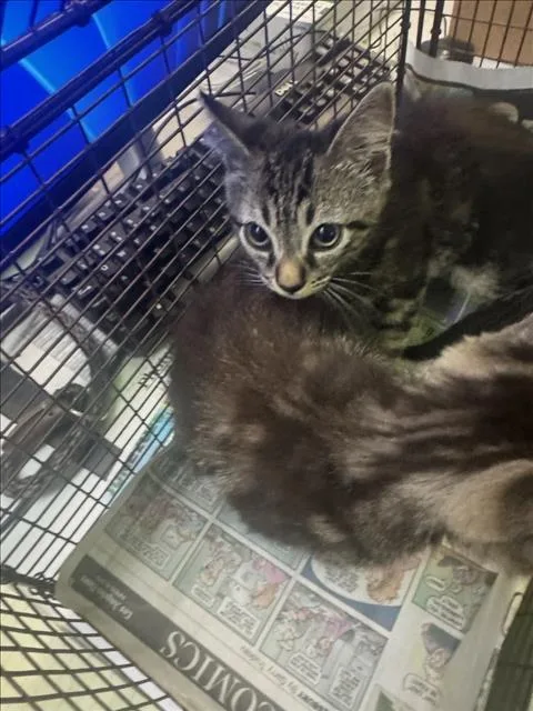 A baby small-sized male Domestic Short Hair cat named Shine for adoption in Los Angeles, CA