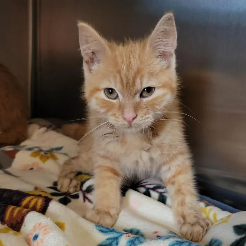 A baby small-sized male Orange / Red Domestic Short Hair cat named Slinky for adoption in Nashville, IN