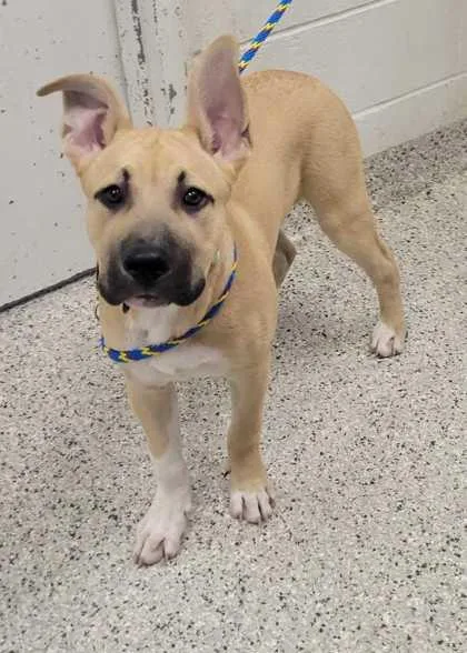 A baby large-sized male Yellow / Tan / Blond / Fawn Mixed Breed dog named Scrappy Doo for adoption in Kansas City, MO