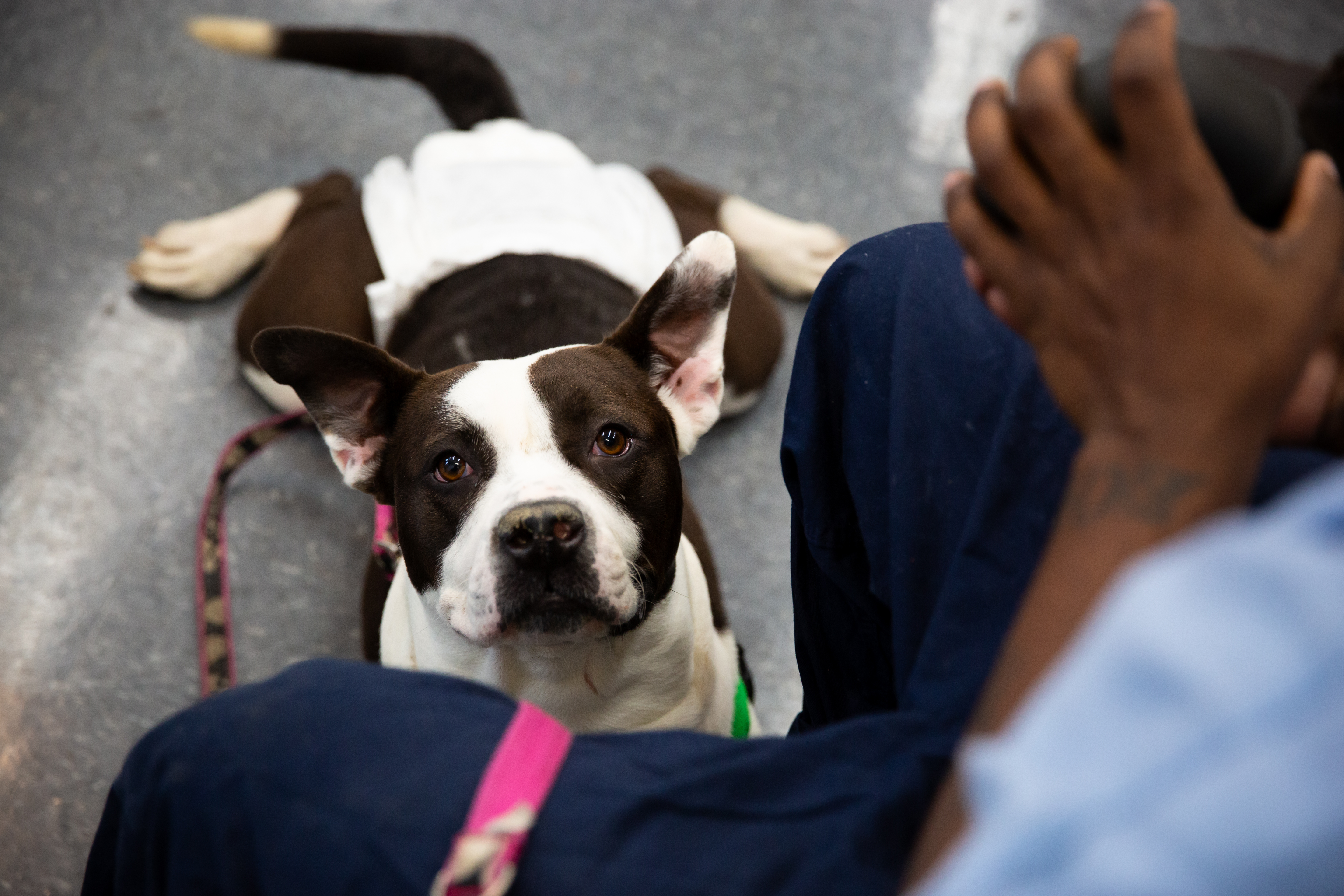 Snowball thumbnail 2