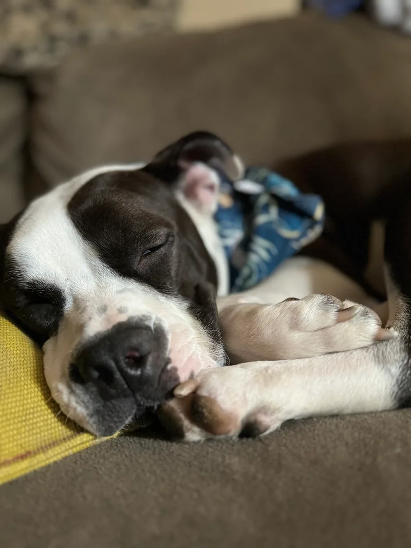 Snowball thumbnail 3