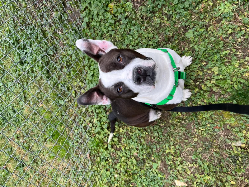 Snowball thumbnail 5