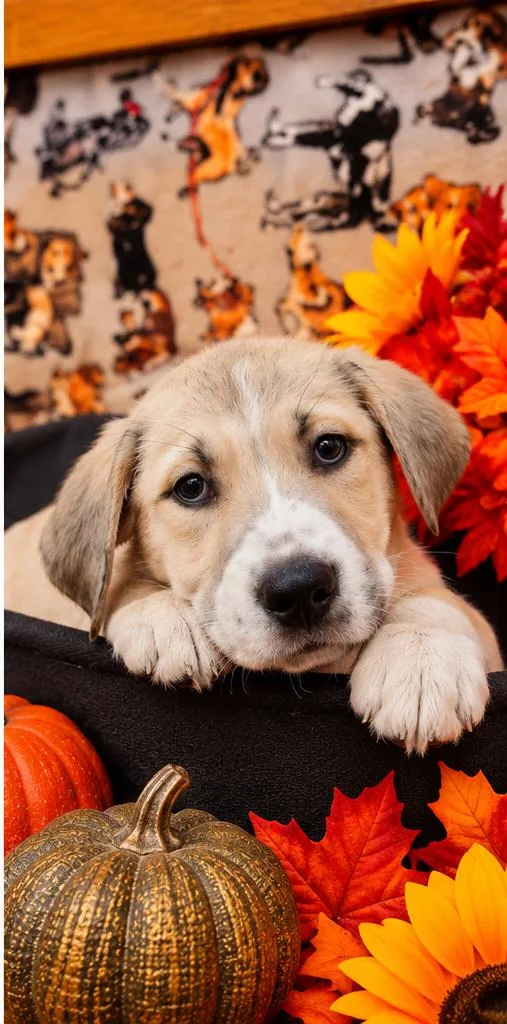 A baby medium-sized female Mixed Breed dog named Skittles for adoption in Sumter, SC