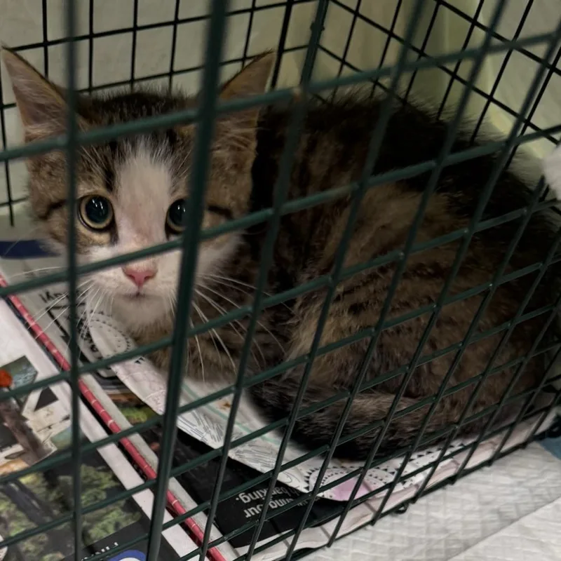 A baby small-sized male Gray / Blue / Silver Domestic Short Hair cat named Bruno for adoption in Ringtown, PA