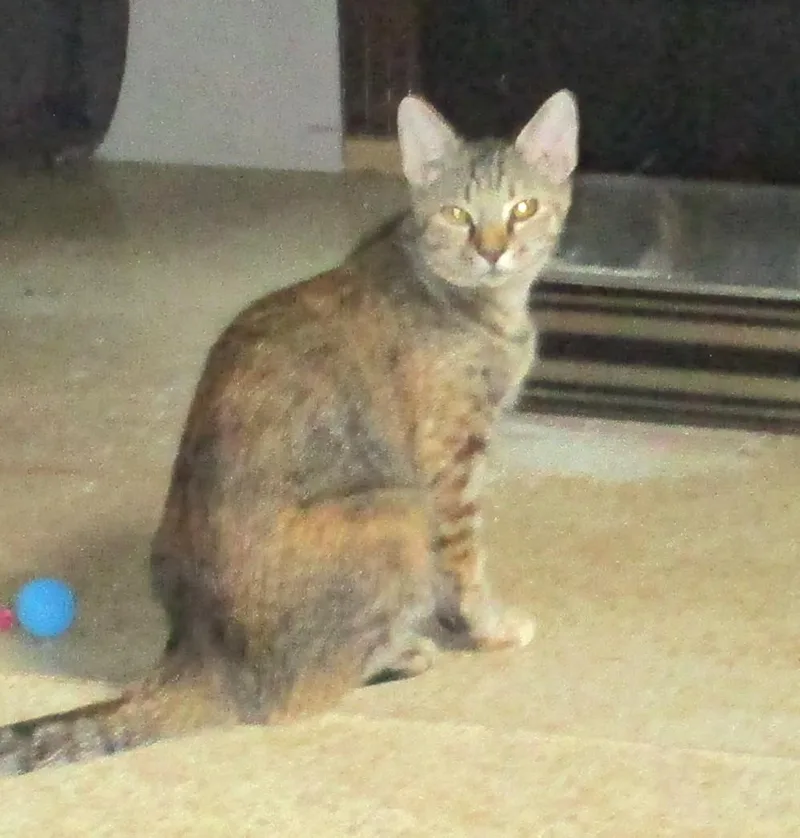 Cocoa