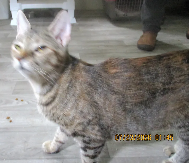 Cocoa thumbnail 2