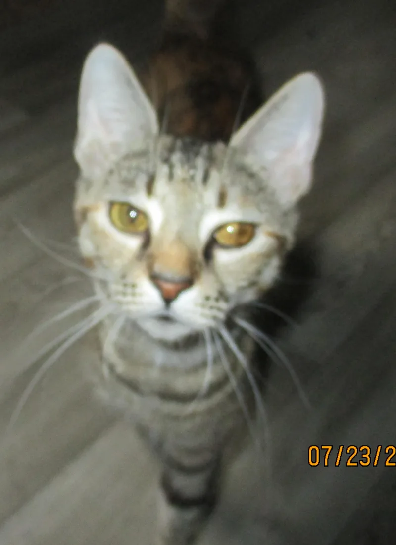 Cocoa thumbnail 3