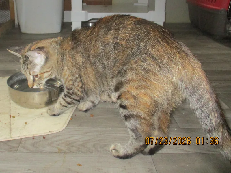 Cocoa thumbnail 4