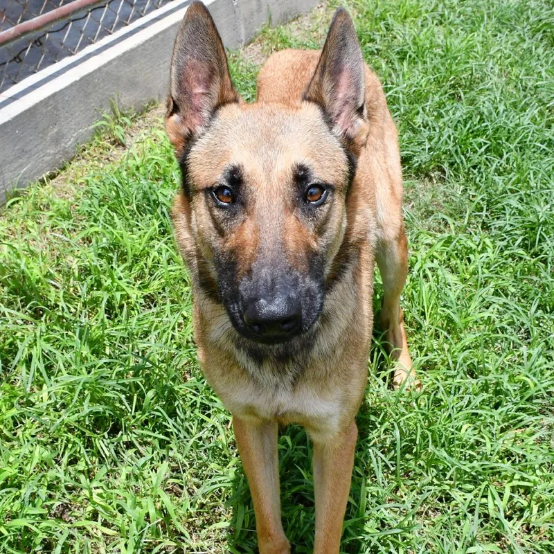 Si Bon
