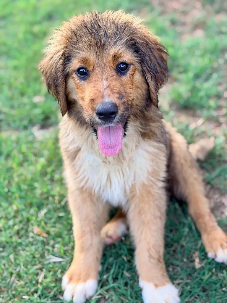 A baby large-sized female Golden Retriever dog named Nancy for adoption in Ewing, NJ
