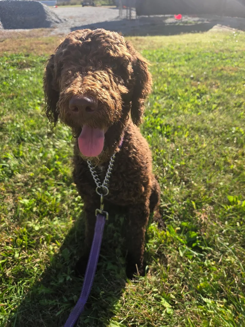 A baby medium-sized female Brown / Chocolate Poodle dog named Dolly for adoption in Taylorsville, KY