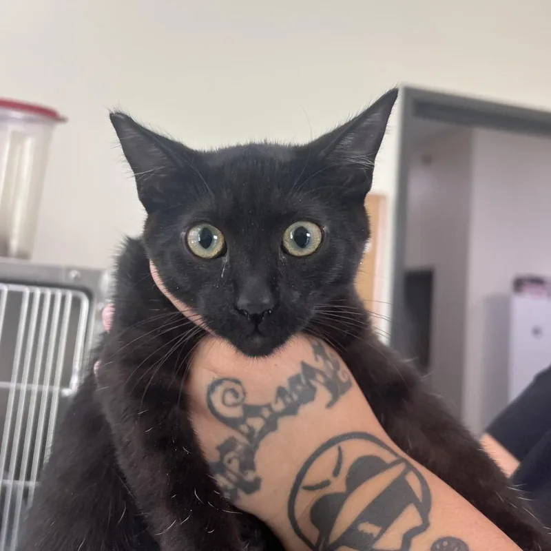 A young medium-sized female Black Domestic Short Hair cat named Trinity for adoption in Las Vegas, NV
