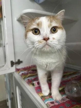 An adult large-sized male Exotic Shorthair cat named Tavish for adoption in Traverse City, MI