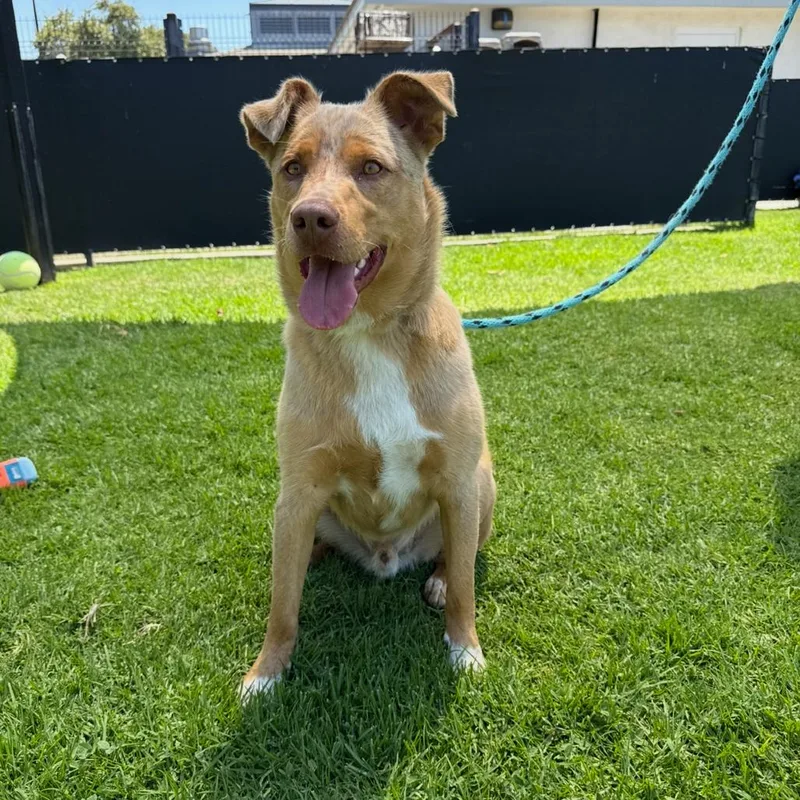 An adult medium-sized male Yellow / Tan / Blond / Fawn Cattle Dog dog named Sydney for adoption in Long Beach, CA