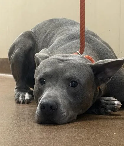 A young medium-sized male Gray / Blue / Silver Pit Bull Terrier dog named Smiley for adoption in Winfield, KS