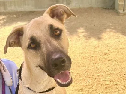 An adult medium-sized female Apricot / Beige Mixed Breed dog named Regina George for adoption in Georgetown, TX