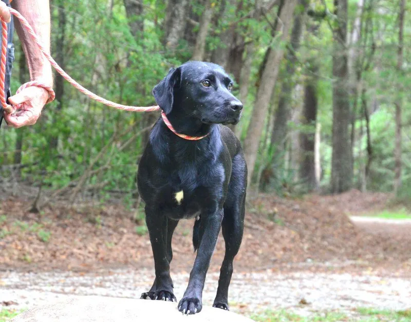 Georgia